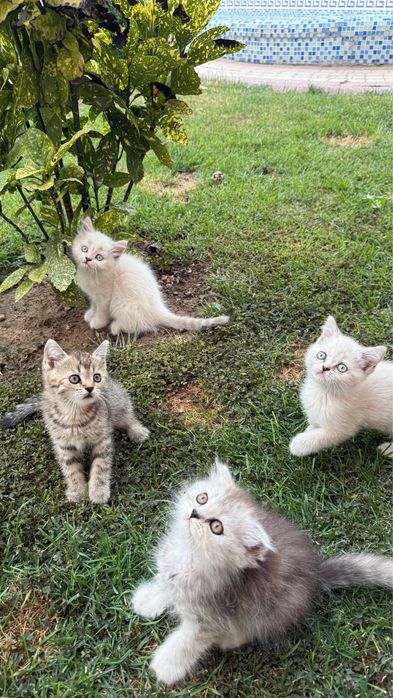 Скотиш фолд и страйт Чистокровные скотиш фолд и страйт