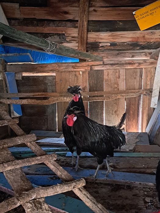 Cocosi de vanzare motati olandezi