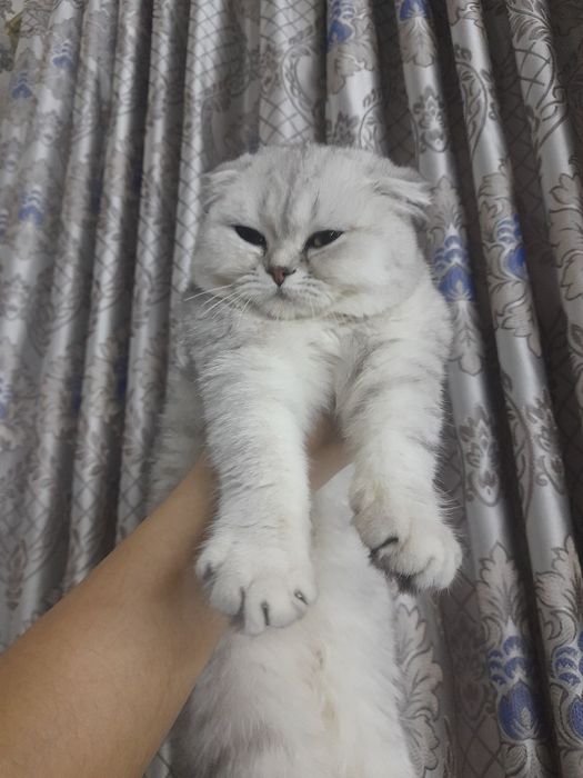 Pul judayam zarur tozza paroda mushuklar sotiladi