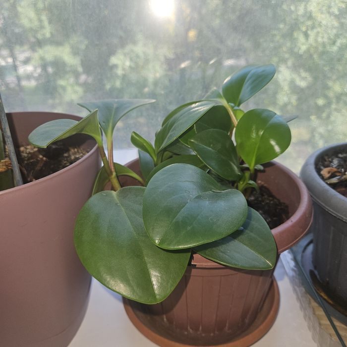 Продам комнатные растения