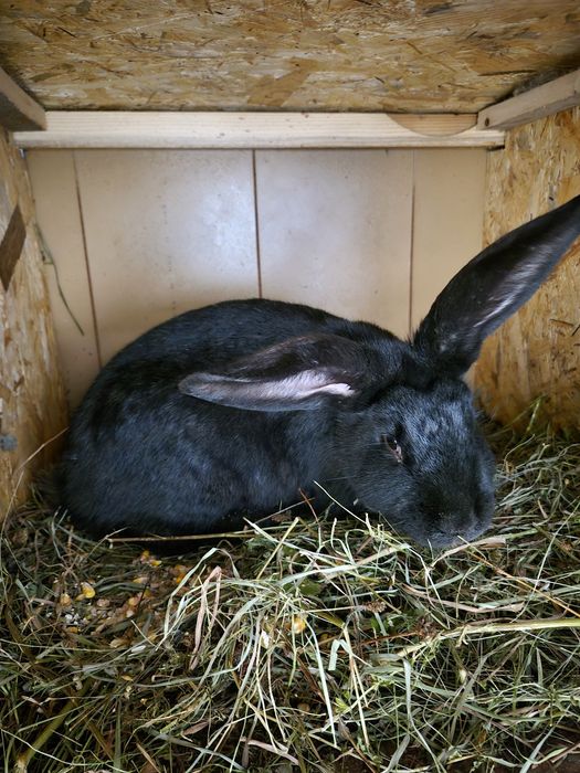 Vând iepuri ,3 iepuroaice ,2 iepuroi