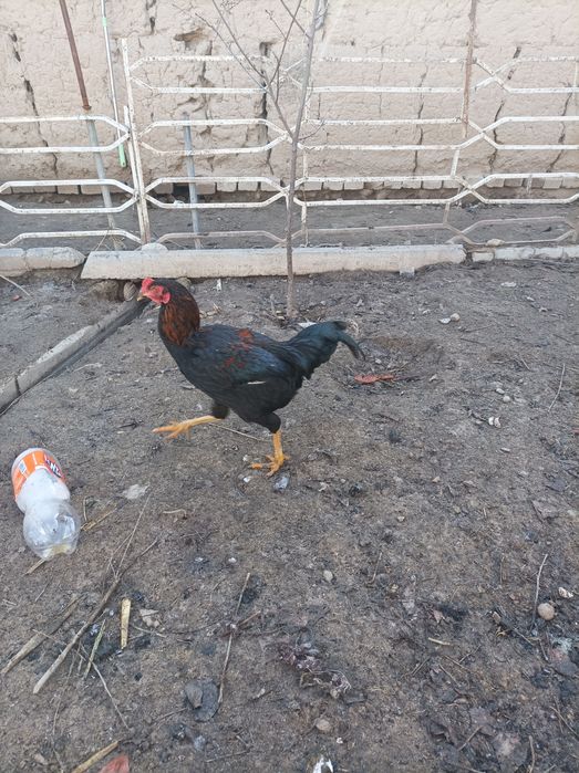 Dakan xoʻroz sotiladi