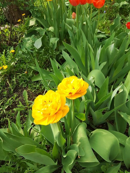 Тюльпаны с грядки