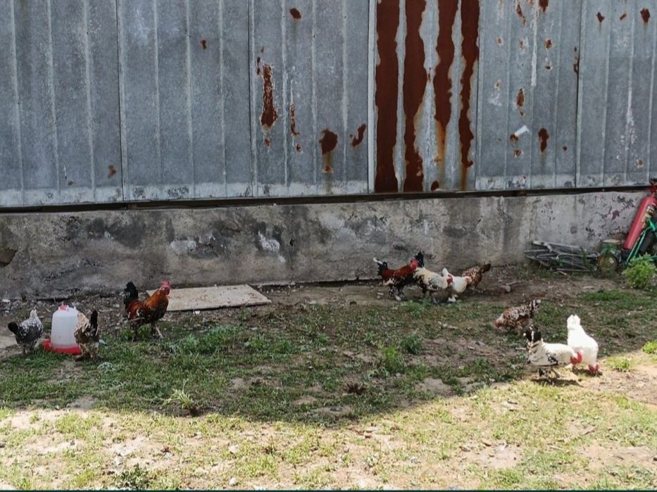 Продам карликовых петушков и курочек!