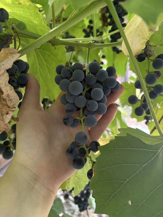 продам дачные груши,и виноград изобелла