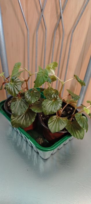 Продам недорого комнатные растения