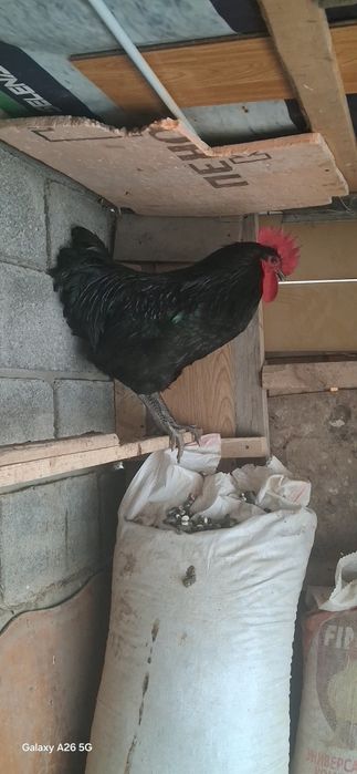 Джерсийский гигант қораз сатылады.