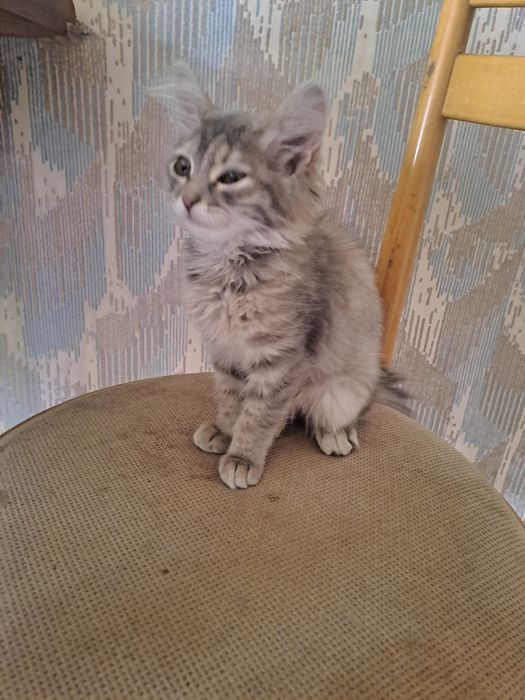 Отдам котёнка  (девочка)в добрые руки