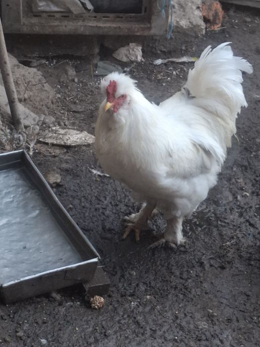 Vând Cocos încălțat și motat.