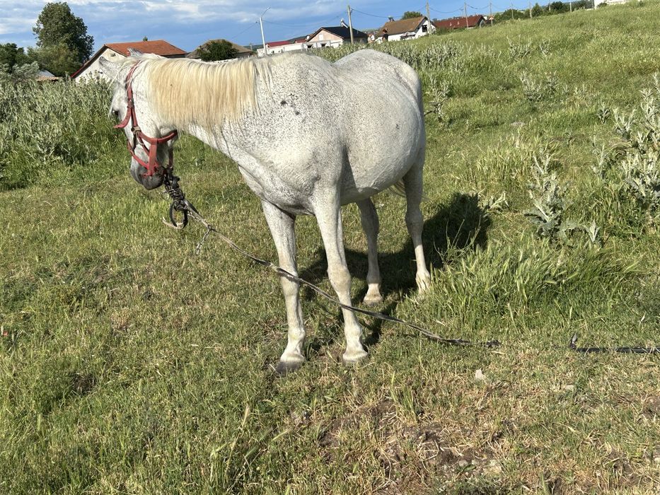 Vând 2 iepe si o mânză