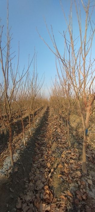 Gujum Qayragʻoch . Гужум кучат