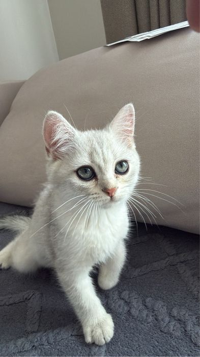 Британский котёнок, мальчик, 2 месяца