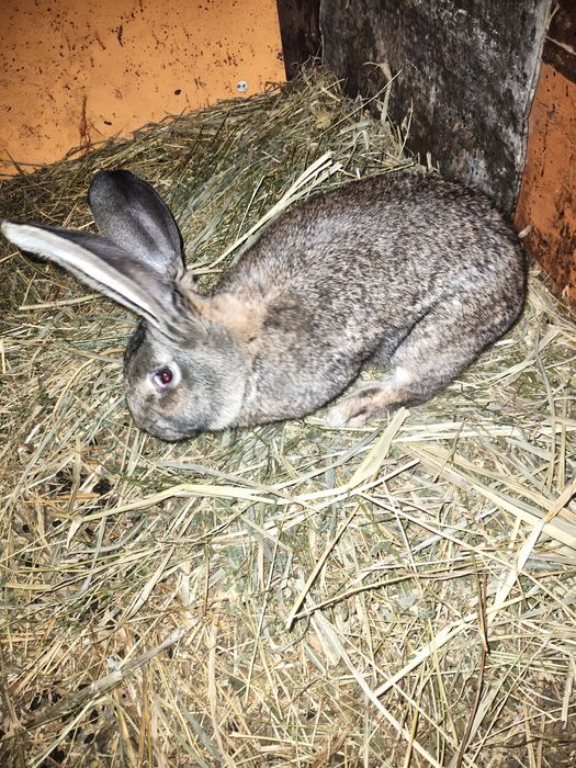 Vând iepuri uriaș german