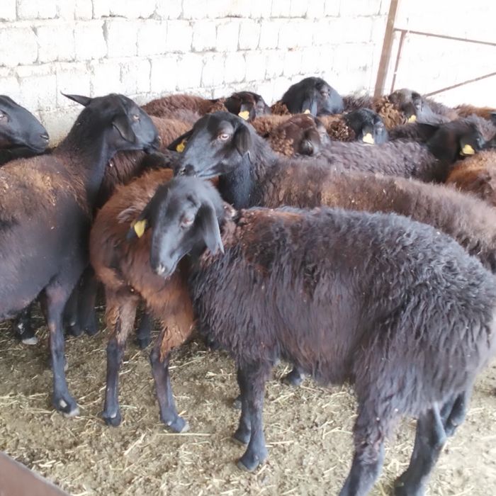 Сатылытын токтылар бар