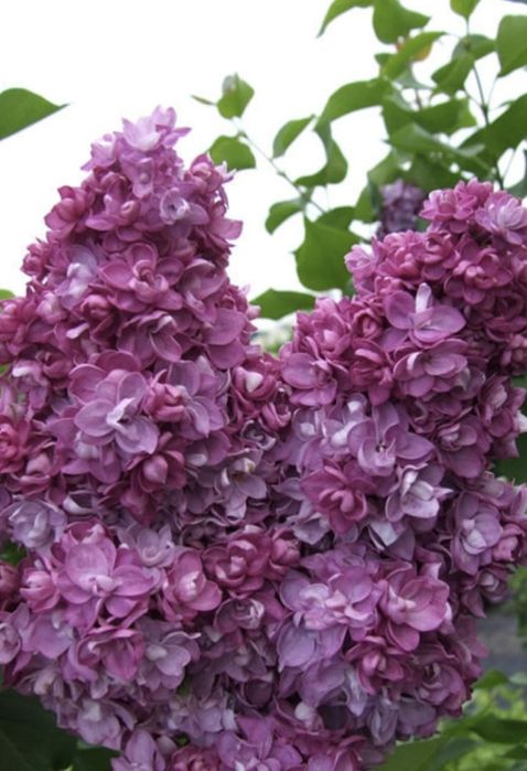 Продам букеты сирени недорого