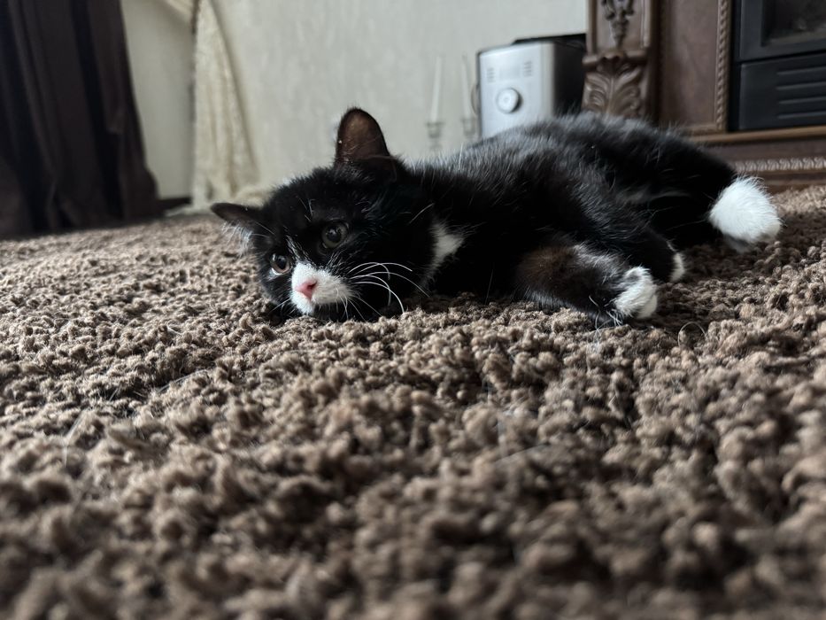 Дарю кошечку.