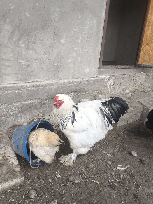 Брама ак кораз, петух