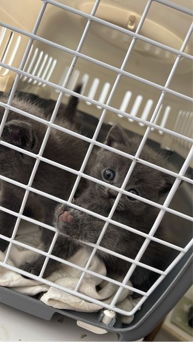 Британские котята ищут своих хозяев