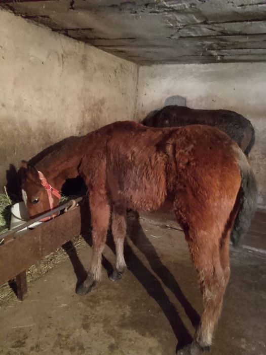 Продам жеребёнка