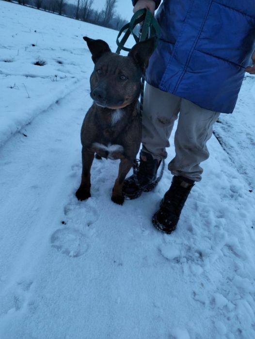 Ищет дом породистый пёс!