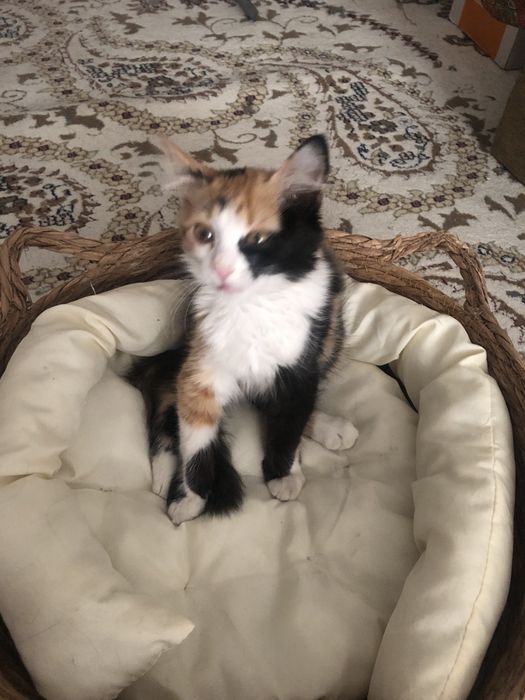 Котёнок 4 мясеца