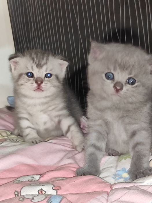 Продаются британский шотландский котят