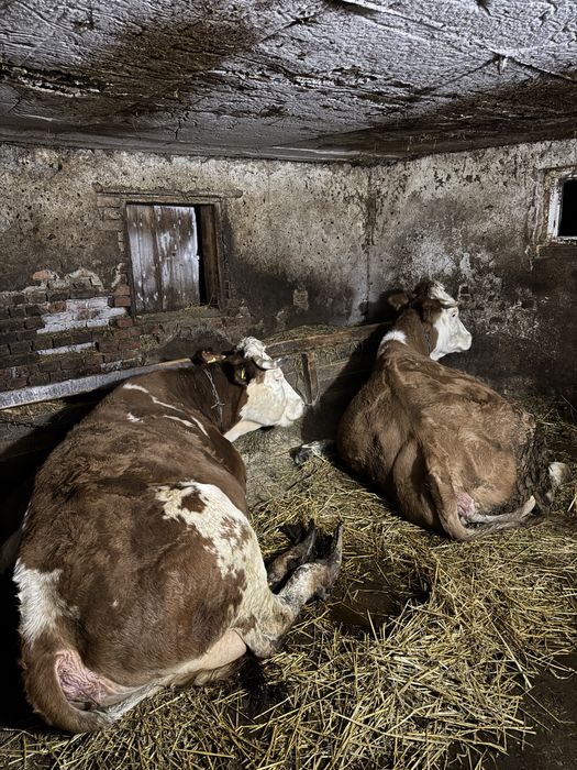 Vând vacă de lapte 5 ani montată de 3 luni