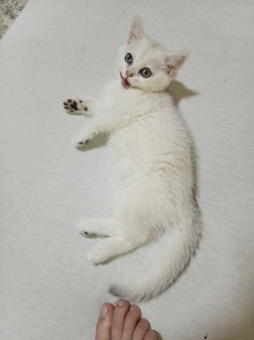 Продаются котята породы скоттиш фолд и страйт