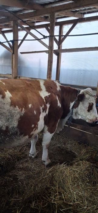 Vaca de vanzare de 5 ani și 8 luni