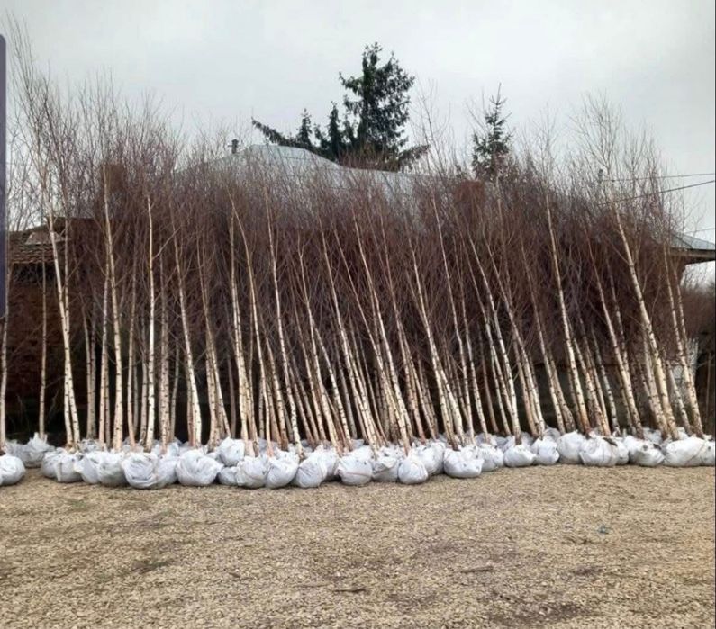 De vânzare- Mesteceni