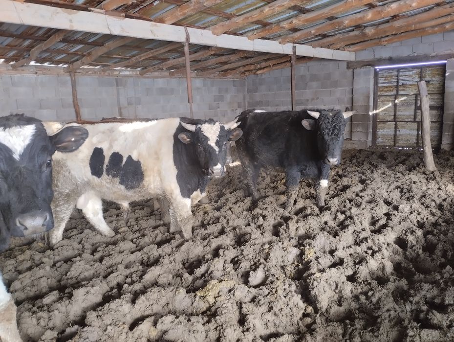 Продаю 9 быков оптом