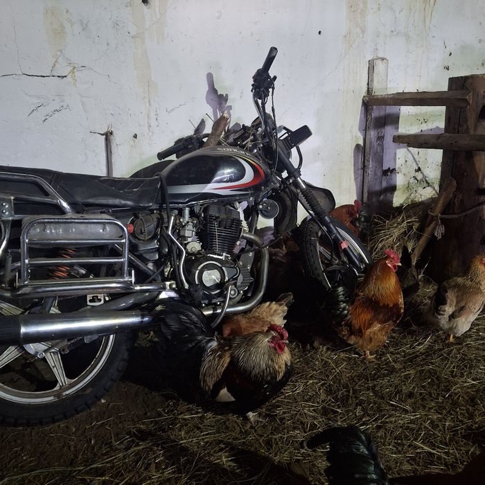 Продам петухов молодняк