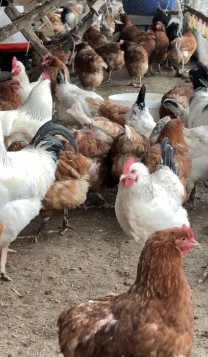 Тауықтар сатылады