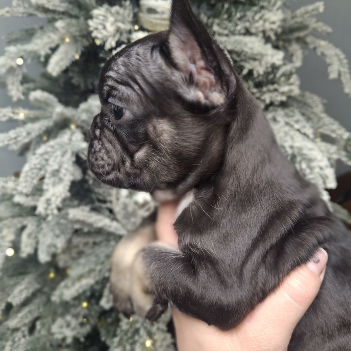 Девочки французского бульдога