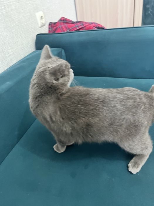 Отдам британку в хорошие руки