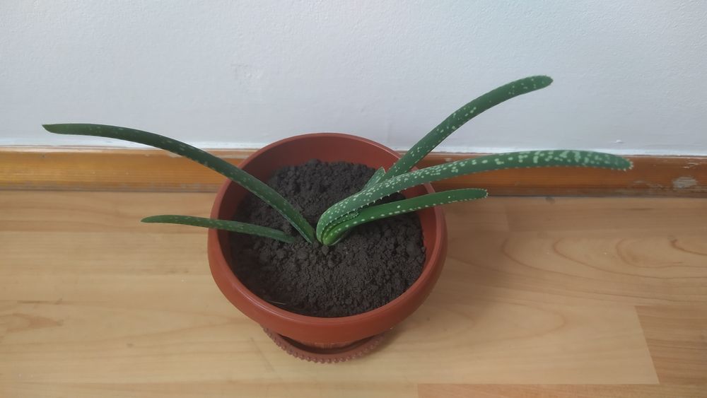 Алое вера комнатные