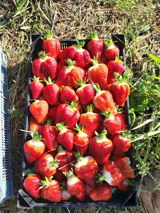 Предлягам страхотен расад