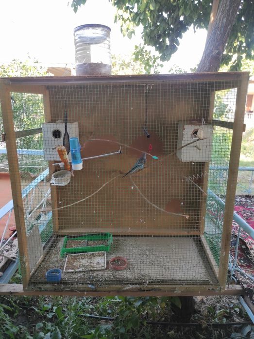 Qush uyi (+to'ti qush )