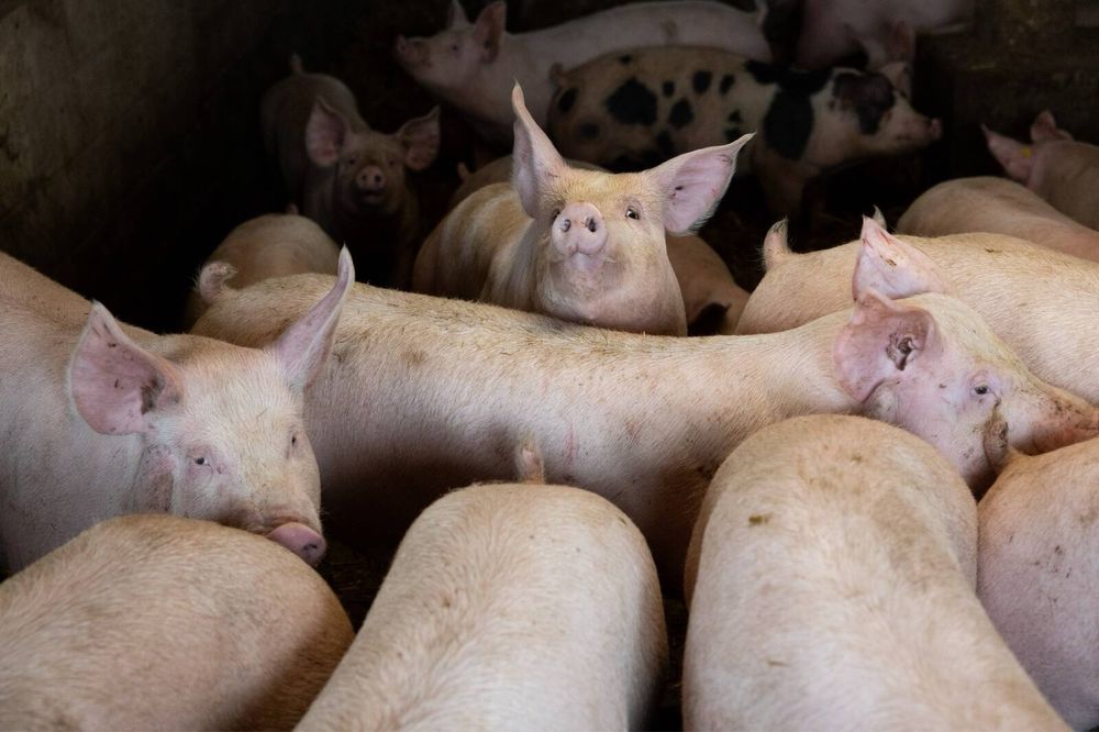 Продаю поросят‼️‼️