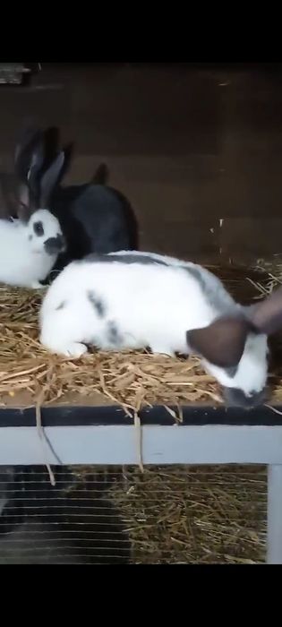 Iepuri fluture german Masculi