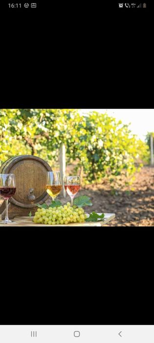 Struguri de vin calitate 1