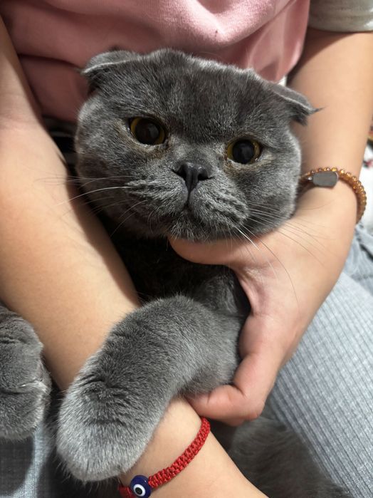 Британская кошка