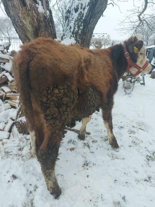 Vând  tauras baltat