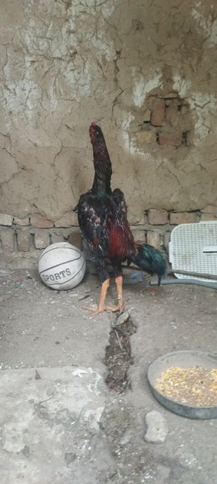 Dakan Xoʻroz sotiladi