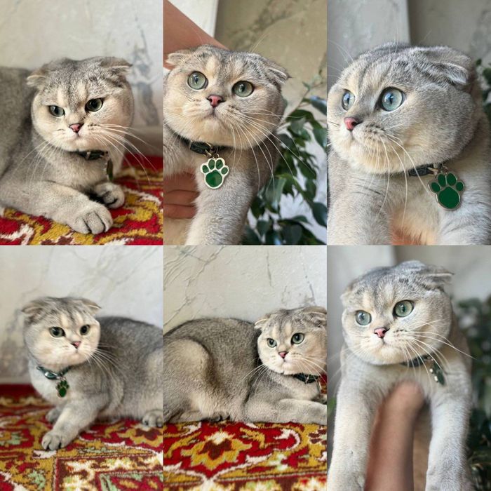 Серебристый Шиншилла