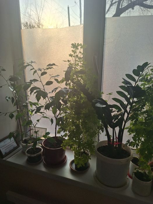 Взрослые и укорен дом цветы