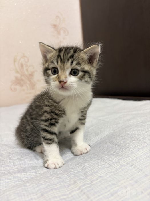 Отдам даром котят в заботливые руки