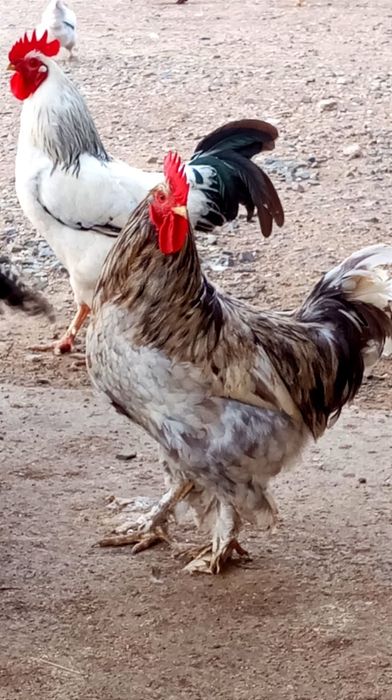 Продам домашних курей.