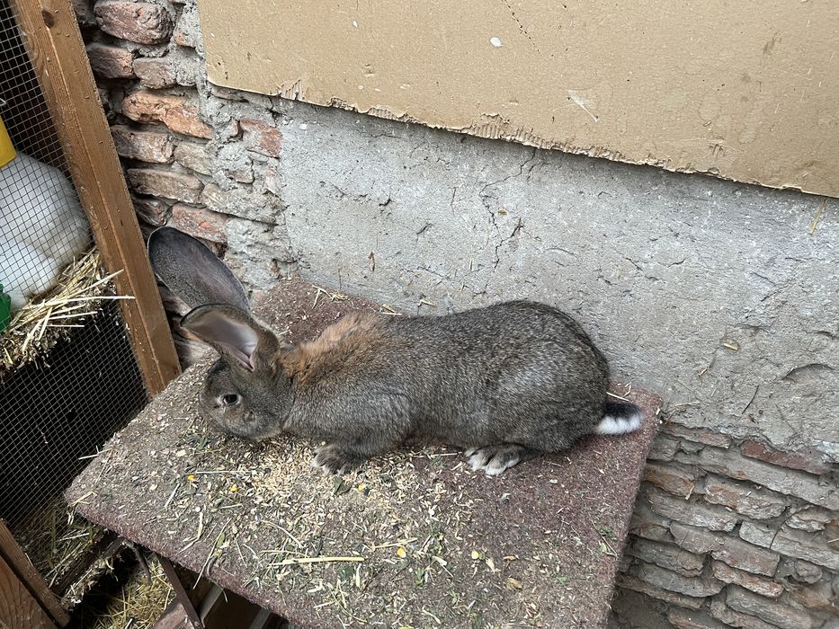 Femela de urias german gri