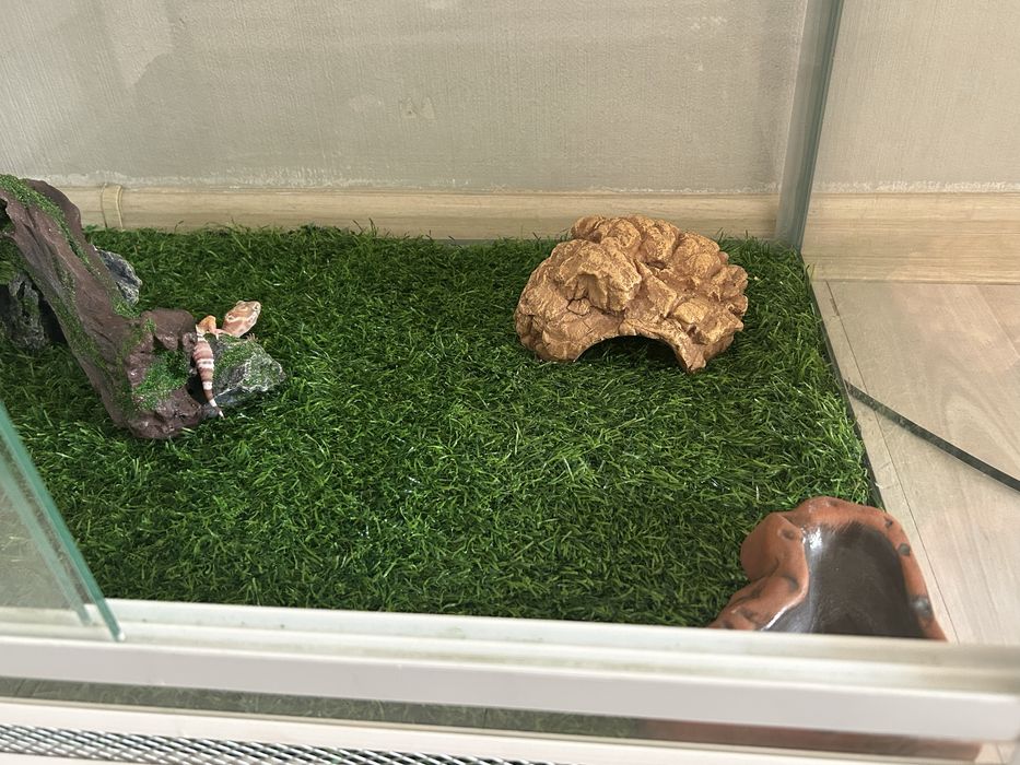 Эублефар с полным комплектом